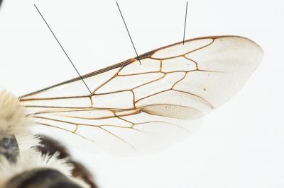  Dasypoda Latreille, 1802