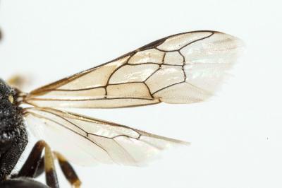  Hylaeus Fabricius, 1793
