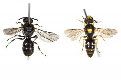  Hylaeus Fabricius, 1793
