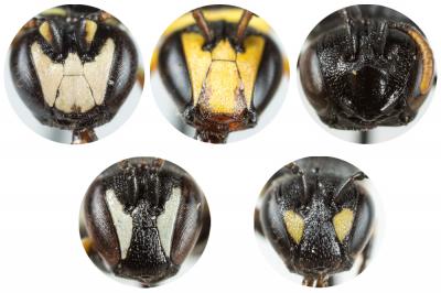  Hylaeus Fabricius, 1793