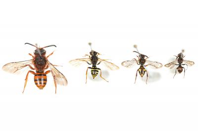  Nomada Scopoli, 1770