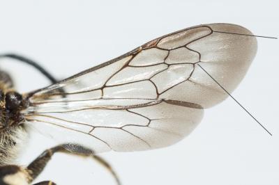  Coelioxys Latreille, 1809