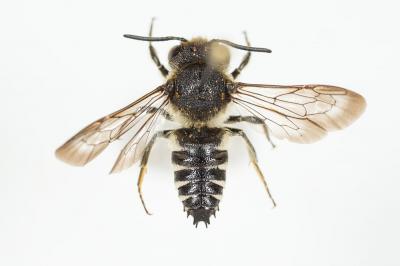  Coelioxys Latreille, 1809