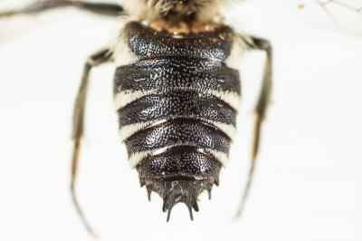  Coelioxys Latreille, 1809