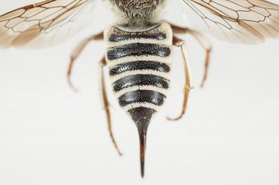  Coelioxys Latreille, 1809