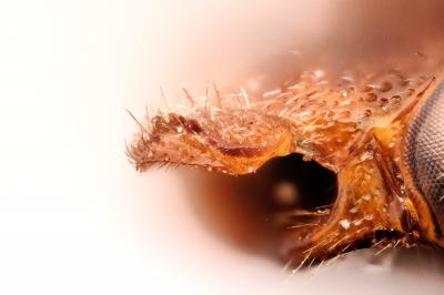  Nomada bluethgeni Stoeckhert, 1943