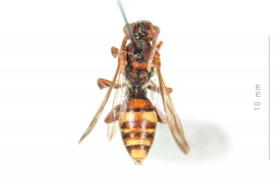  Nomada ruficornis (Linnaeus, 1758)