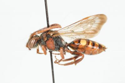  Nomada ruficornis (Linnaeus, 1758)