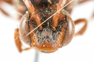  Nomada ruficornis (Linnaeus, 1758)