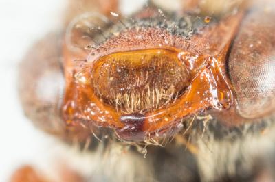 Nomada ruficornis (Linnaeus, 1758)