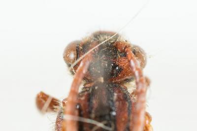  Nomada ruficornis (Linnaeus, 1758)