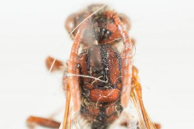  Nomada ruficornis (Linnaeus, 1758)