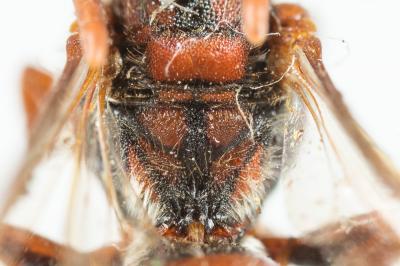  Nomada ruficornis (Linnaeus, 1758)
