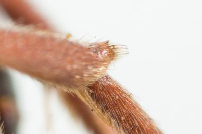  Nomada ruficornis (Linnaeus, 1758)