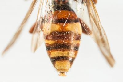  Nomada ruficornis (Linnaeus, 1758)