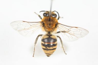  Colletes Latreille, 1802