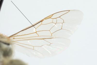  Vestitohalictus Blüthgen, 1961