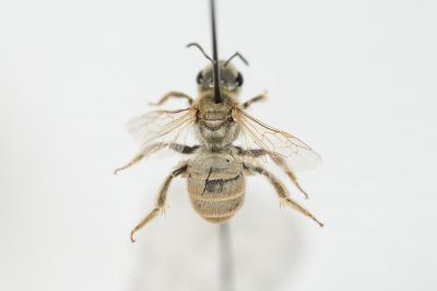  Vestitohalictus Blüthgen, 1961