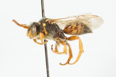  Nomada fucata Panzer, 1798