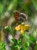 Mélitée du Plantain (La), Déesse à ceinturons (La) Melitaea cinxia (Linnaeus, 1758)