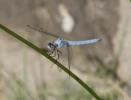 Orthétrum brun (L') Orthetrum brunneum (Boyer de Fonscolombe, 1837)