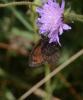 Moiré striolé (Le) Erebia montana (Prunner, 1798)