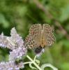 Tabac d'Espagne (Le), Nacré vert (Le), Barre argen Argynnis paphia (Linnaeus, 1758)