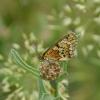 Mélitée de Fruhstorfer Melitaea celadussa Fruhstorfer, 1910