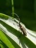  Agapanthia villosoviridescens (De Geer, 1775)