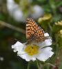 Mélitée des Linaires (La) Melitaea deione (Geyer, 1832)