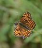 Mélitée des Centaurées (La), Grand Damier (Le) Melitaea phoebe (Denis & Schiffermüller, 1775)