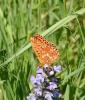 Grand collier argenté (Le), Nacré sagitté (Le) Boloria euphrosyne (Linnaeus, 1758)