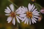 Aster maritime, Aster de Hongrie Tripolium pannonicum (Jacq.) Dobrocz., 1962