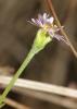 Aster maritime, Aster de Hongrie Tripolium pannonicum (Jacq.) Dobrocz., 1962