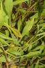 Aster maritime, Aster de Hongrie Tripolium pannonicum (Jacq.) Dobrocz., 1962