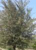 Épine d'Espagne Crataegus azarolus L., 1753