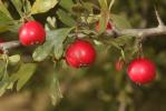 Épine d'Espagne Crataegus azarolus L., 1753