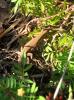 Lézard vert Lacerta bilineata Daudin, 1802