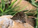 Mégère (La), Satyre (Le) Lasiommata megera (Linnaeus, 1767)