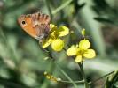 Fadet commun (Le), Procris (Le), Petit Papillon de Coenonympha pamphilus (Linnaeus, 1758)
