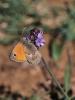 Fadet commun (Le), Procris (Le), Petit Papillon de Coenonympha pamphilus (Linnaeus, 1758)