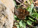 Mégère (La), Satyre (Le) Lasiommata megera (Linnaeus, 1767)