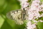 Semi-Apollon (Le) Parnassius mnemosyne (Linnaeus, 1758)