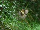 Pouillot véloce Phylloscopus collybita (Vieillot, 1887)