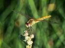 Sympétrum de Fonscolombe (Le) Sympetrum fonscolombii (Selys, 1840)