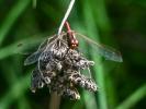 Sympétrum méridional (Le) Sympetrum meridionale (Selys, 1841)