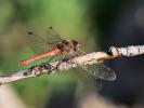 Sympétrum fascié (Le) Sympetrum striolatum (Charpentier, 1840)