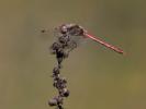 Sympétrum fascié (Le) Sympetrum striolatum (Charpentier, 1840)