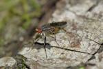  Pherbellia annulipes (Zetterstedt, 1846)