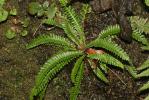  Blechnum spicant (L.) Roth, 1794